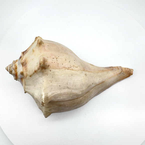 Vintage Lightning Whelk Conch Seashell Estate Beach Decor Aquarium 6.5"vi - Picture 5 of 9